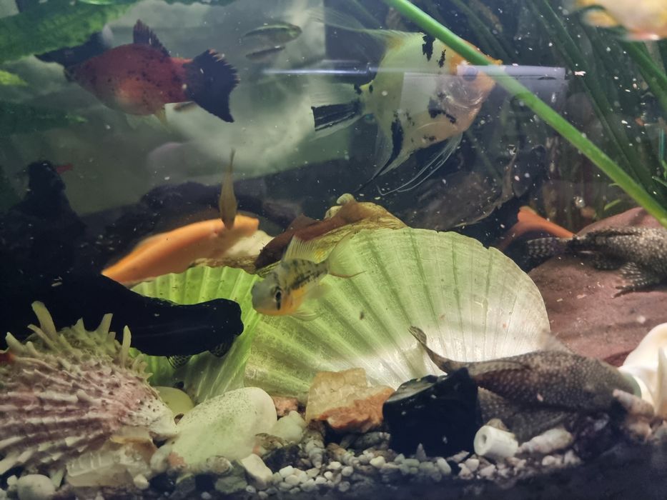 ZBROJNIKI zdrowe z ogólnego akwarium.