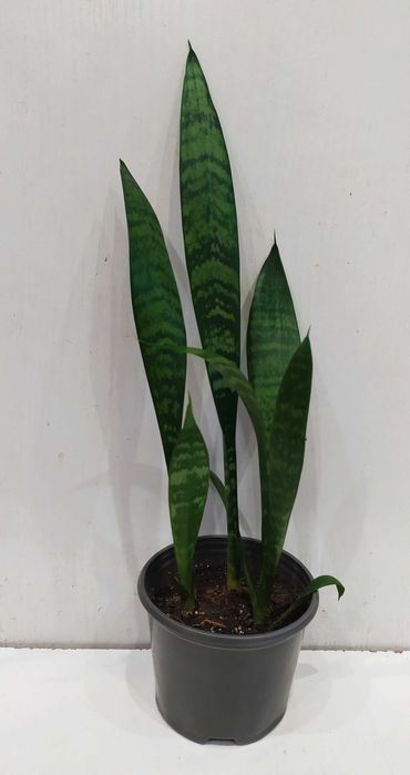 Сансевиерия растение