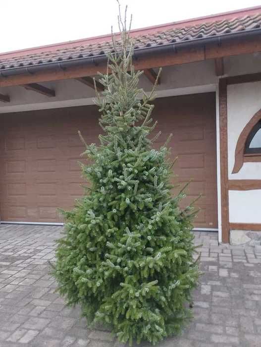 Choinki w doniczkach  produkcja własna Szkółka Roślin-Zalasewo