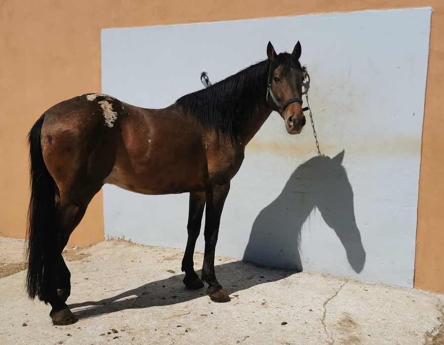 Appaloosa Urano [raro e meigo]