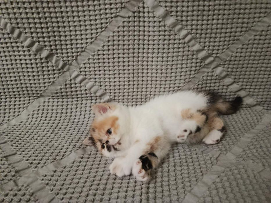 Кошенята екзоти короткошерстні