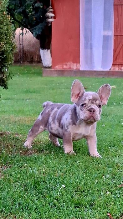 Piesek  buldog francuski