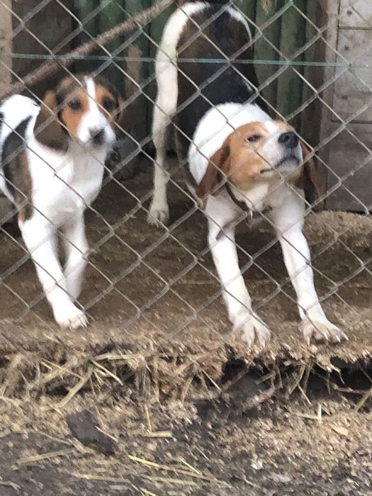 Щенята естонської гончоі