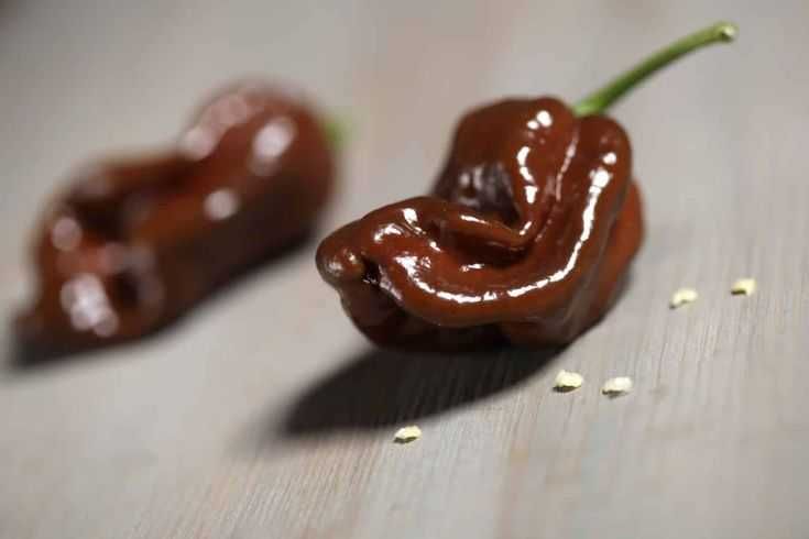 Sementes de habanero chocolate