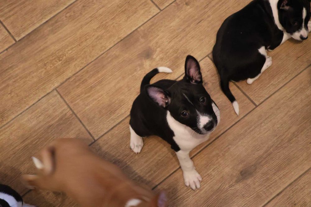 Szczenię piesek basenji FCI