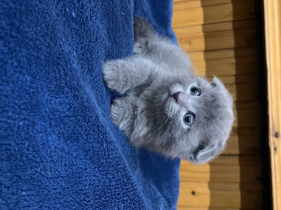 Кошенята шотландські висловухі,  скотіш фолд.