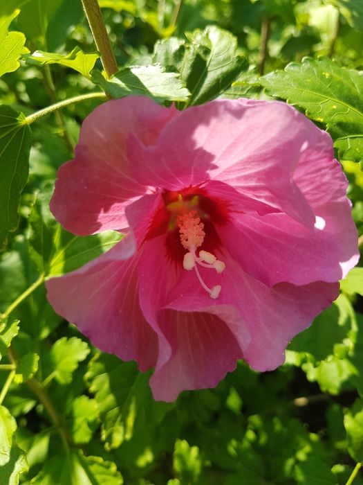 #гібіскус деревовидний 3 в 1