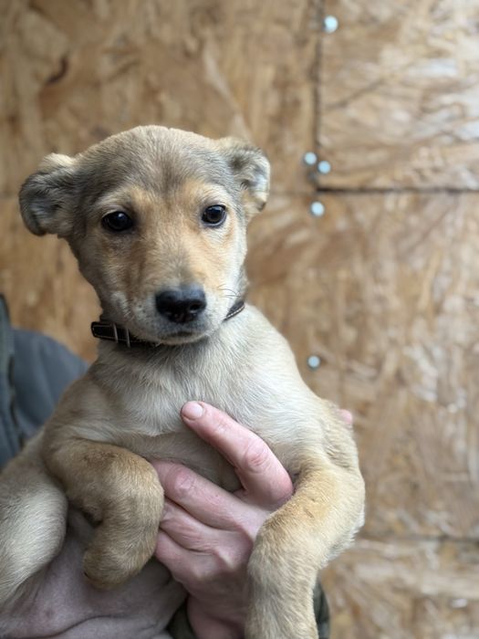 Вакциноване цуценя шукає дім