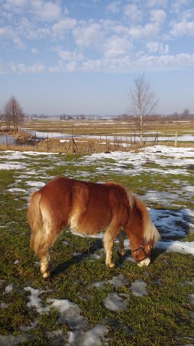 Sprzedam kucyka ogierka