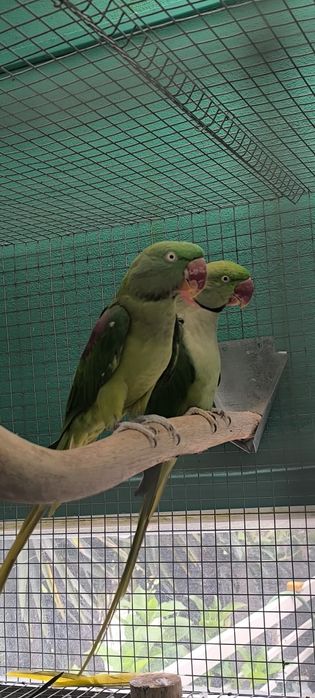 Casal adulto Alexandrino
