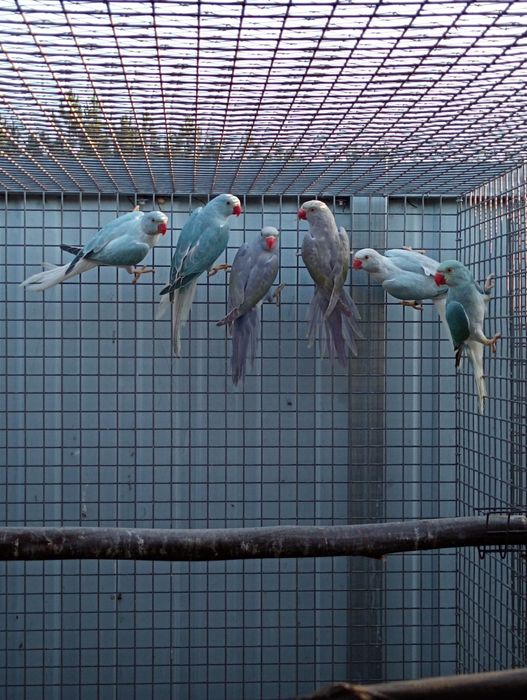 Ringnecks opalinos e CC de 2026