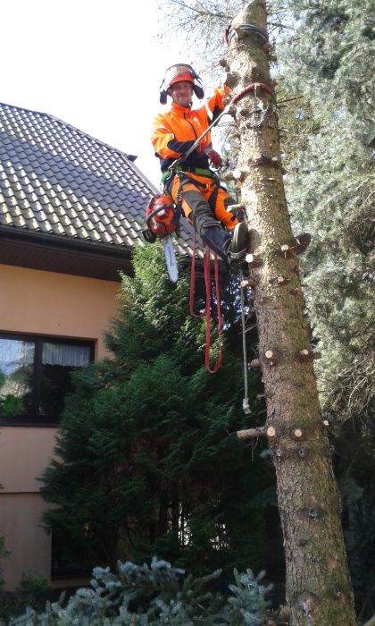 Cięcie przycinanie wycinka drzew Pabianice Ksawerów Konstantynów Łódź