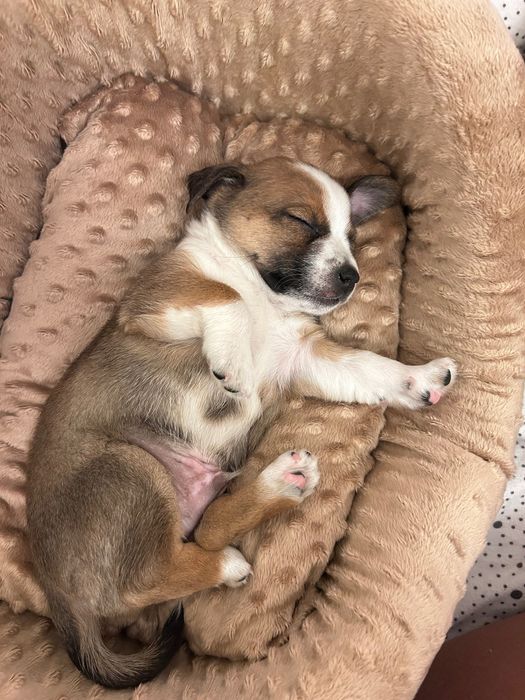 Malutki Tedi w typie Jack Russel Terier