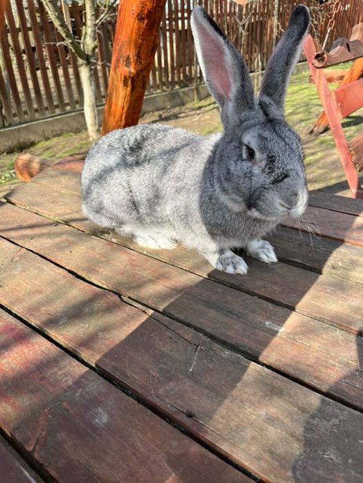 Продаж кролів !