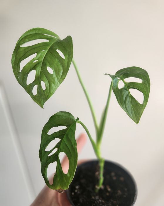Monstera Monkey Mask sadzonka rosnąca