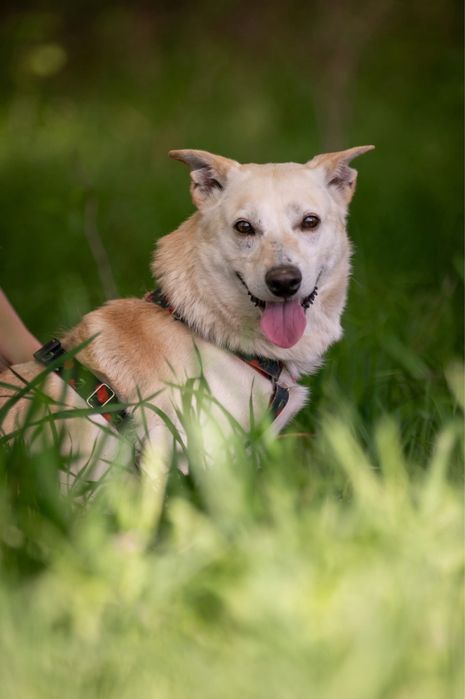 Cheerios szuka domu!