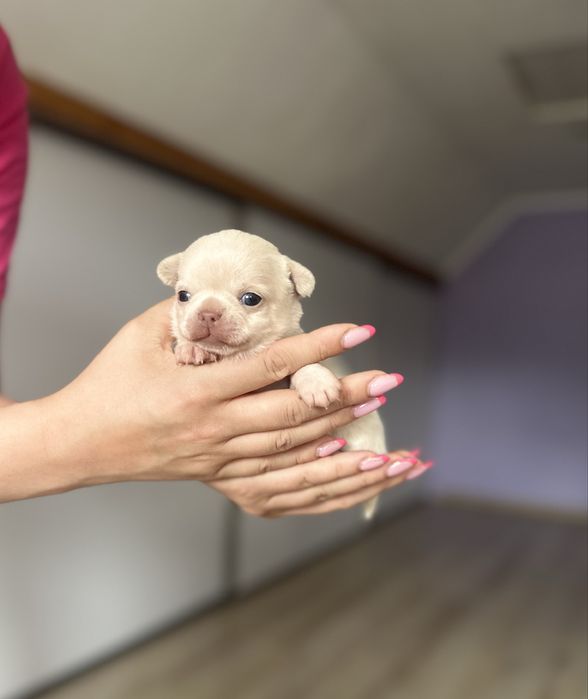 Piesek chihuahua krotkowlosa z metryka ZKwP FCI