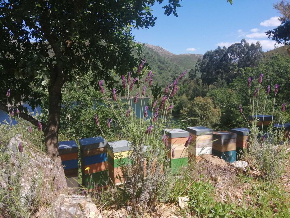 Mel multifloral (Gerês) e de eucalipto (Viana do Castelo)