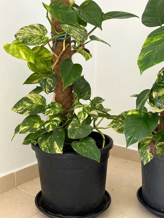 Oportunidade: Plantas Naturais de Interior , tamanho Grande!