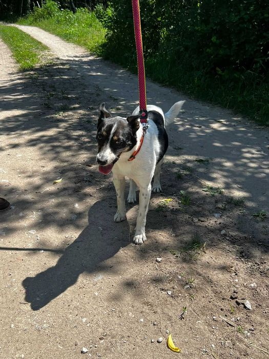 Nie szukaj idealnego psa. On już istnieje i ma na imię Miluś! Adoptuj Milusia