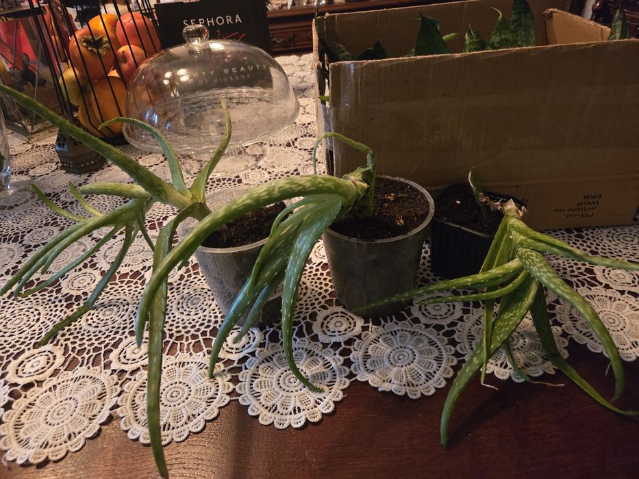 Kwiat doniczkowy Aloes