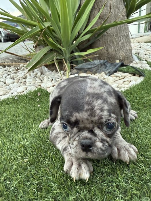 Pug carlin  exelente linhagem exotico de olhos azuis