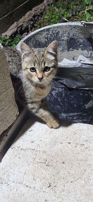 Відам кошенят в добрі руки
