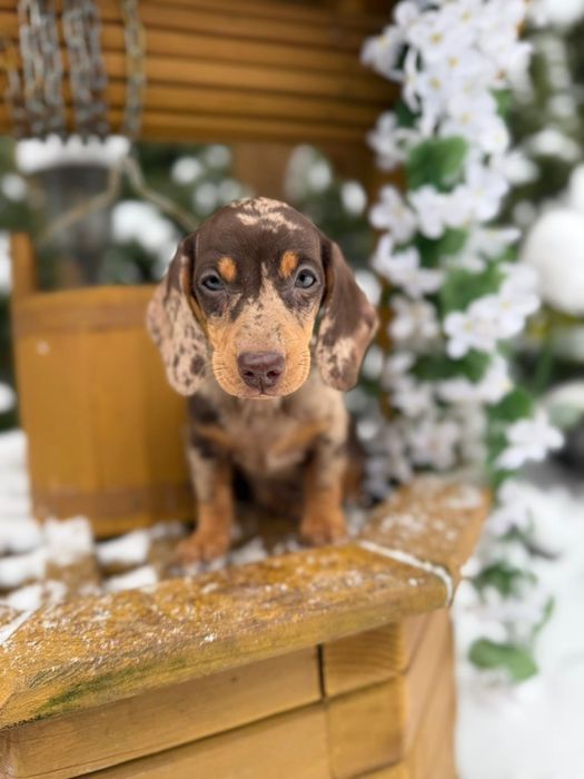 Cudowna sunia jamnik miniaturka choco merle metryka pochodzenia wypraw