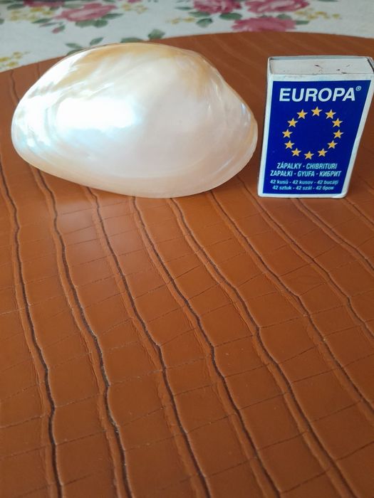 Muszla ostrygi z masy perłowej