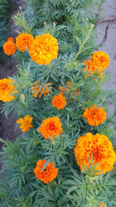 Kwiatki aksamitka nasiona 200g