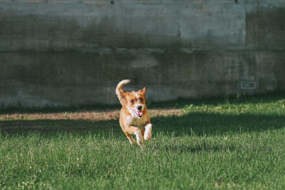 Cão macho para adoção responsável