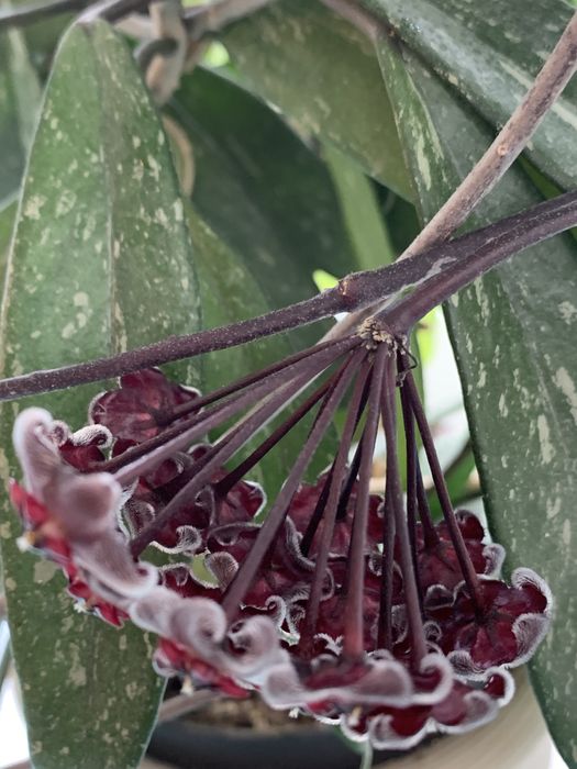 Hoya pubicalyx RHP