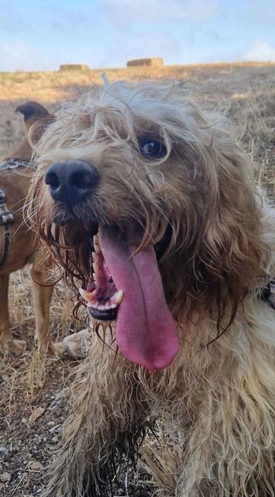 Noa - cão médio para adoção