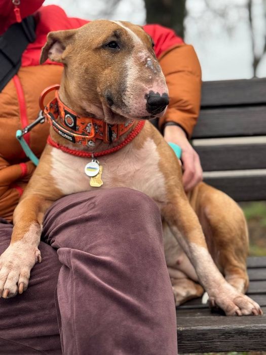 Прилаштовується бультер'єр