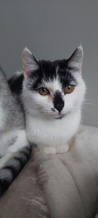 Nina cudowna koteczka do adopcji