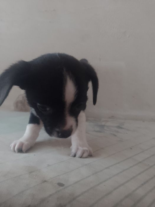 Продам 4 щенят у добрі руки,чихуашки, зовсім маленькі (2 місяці)