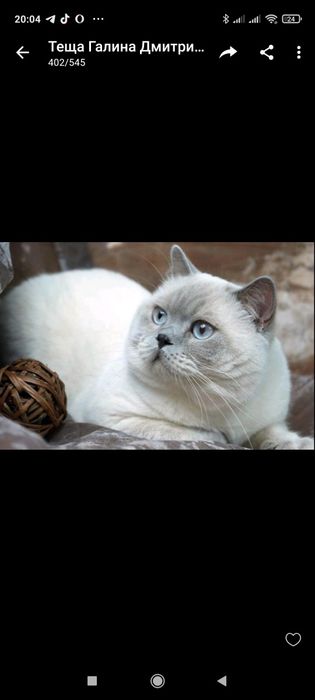 Продам шотландских котят
