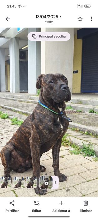Bebê cane corso x labrador
