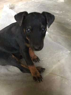 ягтерьєр цуцик ,активний 2.5 міс.чистокровний