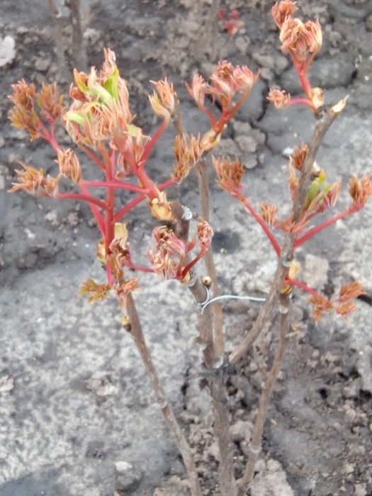 Пион древовидный. Саженцы древовидной пионии. Піон деревовидний.