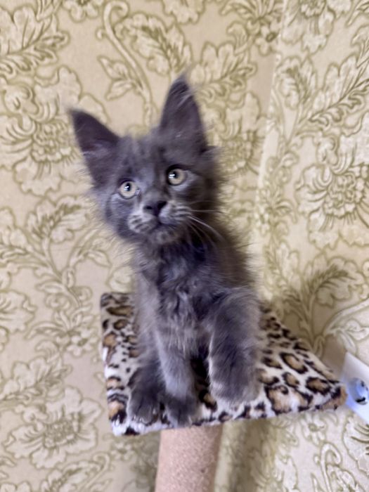 Дівчінка  Мейн- кун