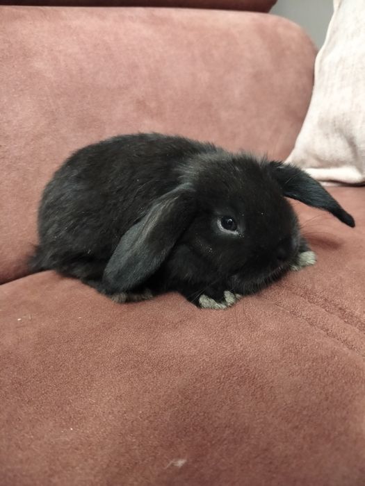Mini lop z domowej hodowli