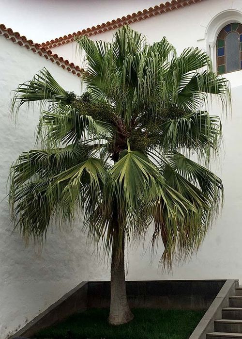 Palmeira Livistona chinensis