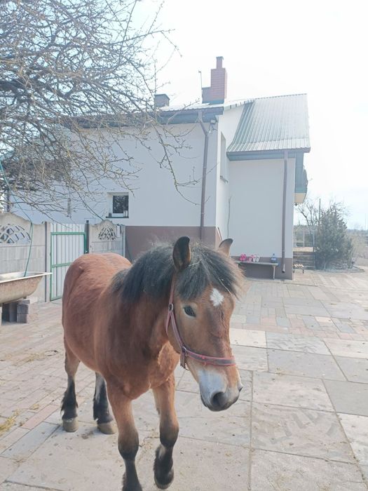 Sprzedam żrebie (ogiera)