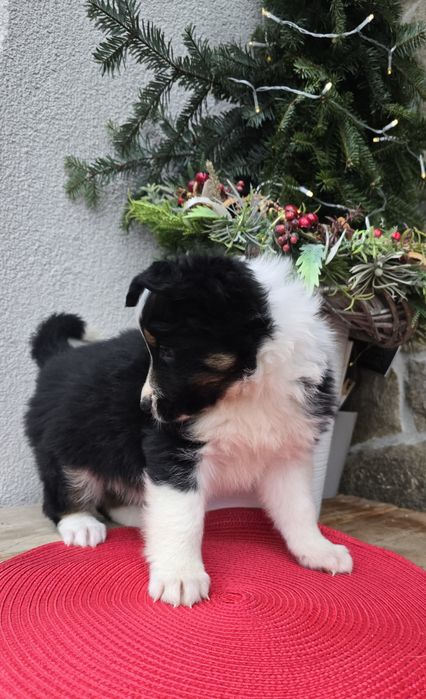 Border Collie piesek TRICOLOR