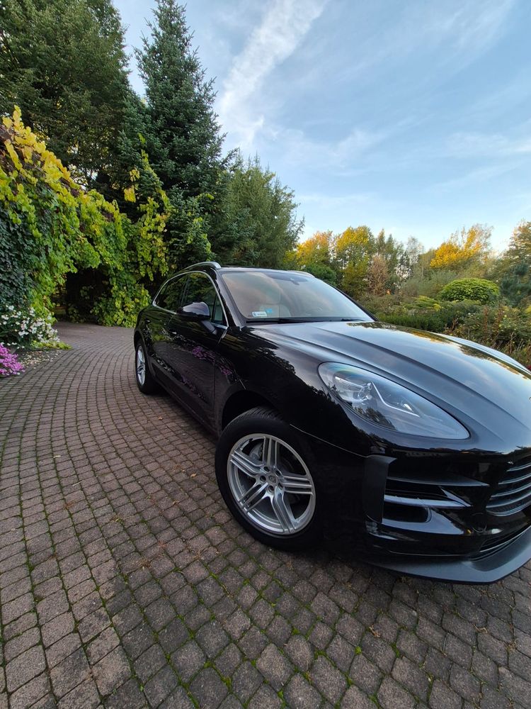 Macan