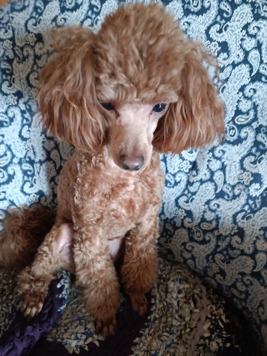 Хлопчик той Пудель