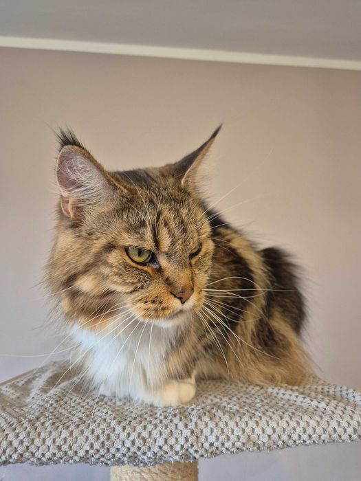 Sprzedam kotkę maine coon FPL