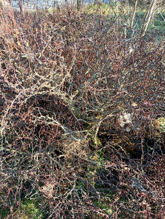 Krzewy ozdobne z kolcami