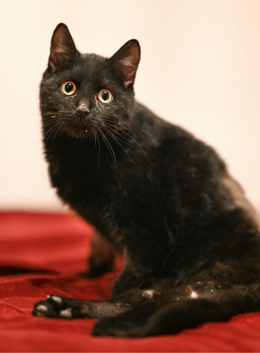 Pomocy! Uratowany Ananasik po wypadku szuka domu na już!